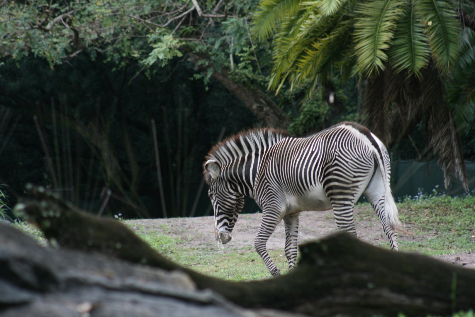 Grevey's Zebra(20/2/25)