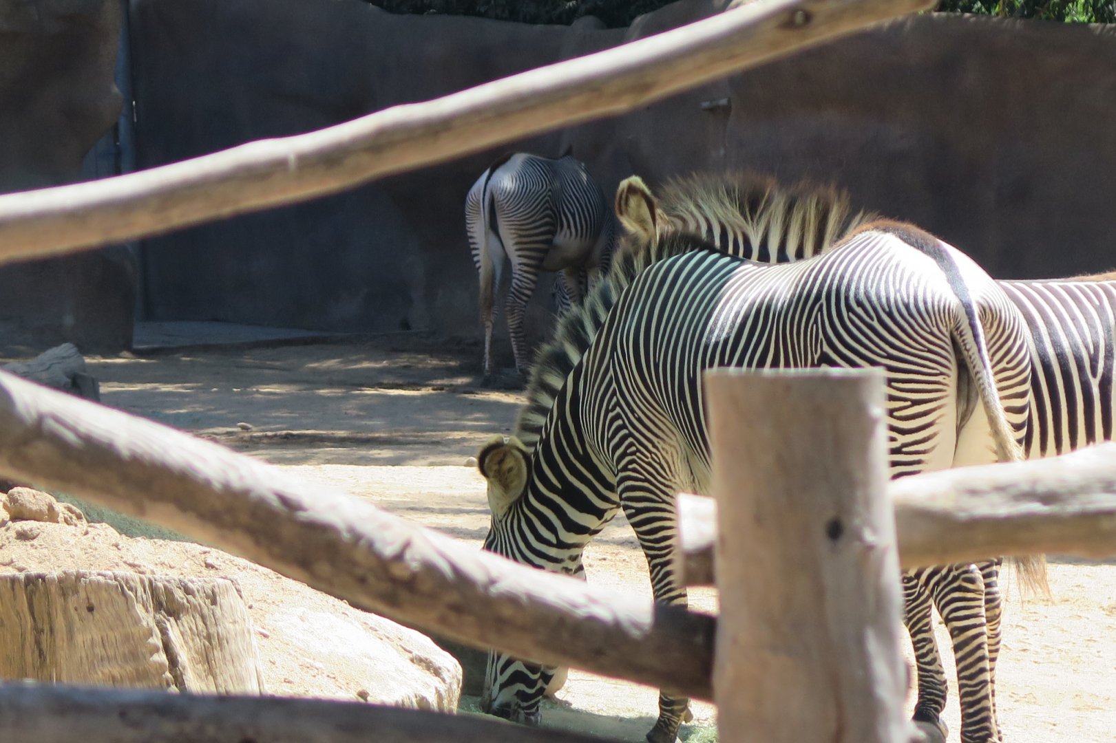 Grevey's Zebra