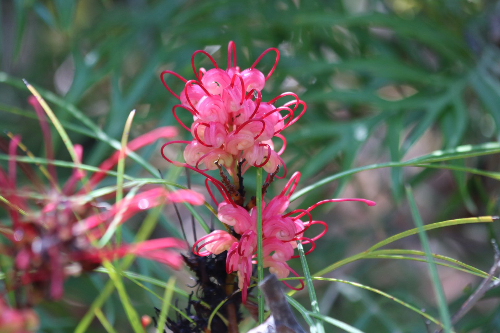 Grevillea Flower