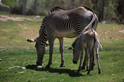 grevy mother and baby