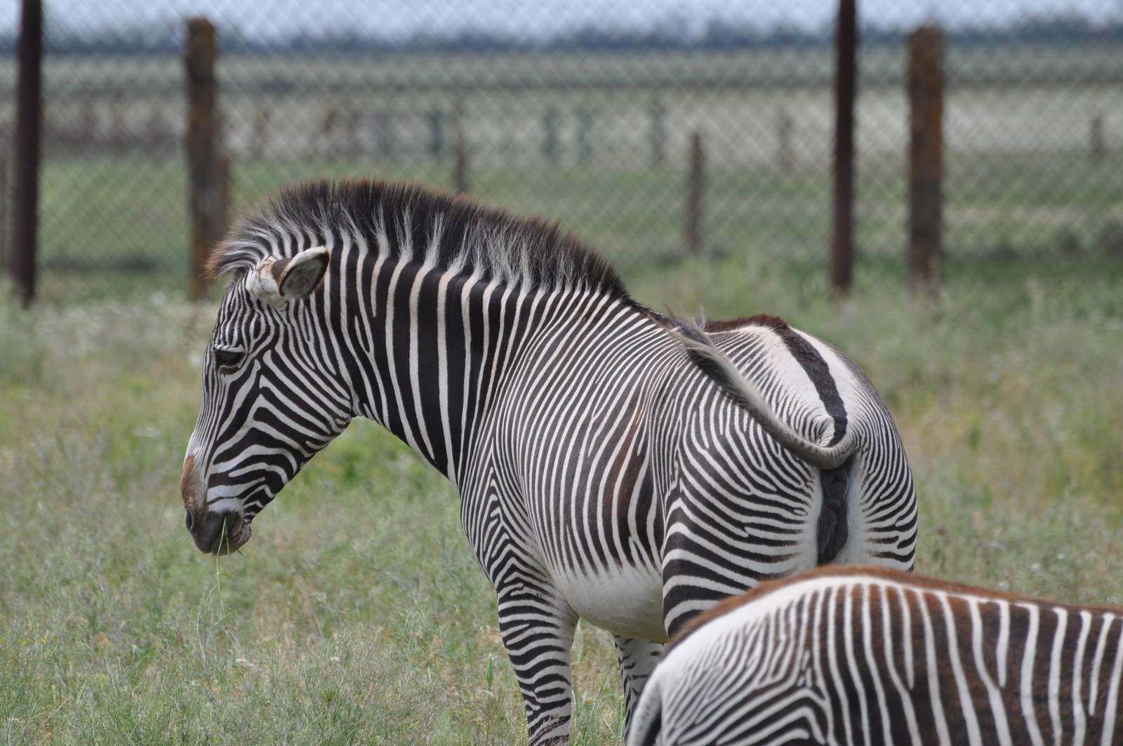 Grevy`s zebra/ Equus grevyi