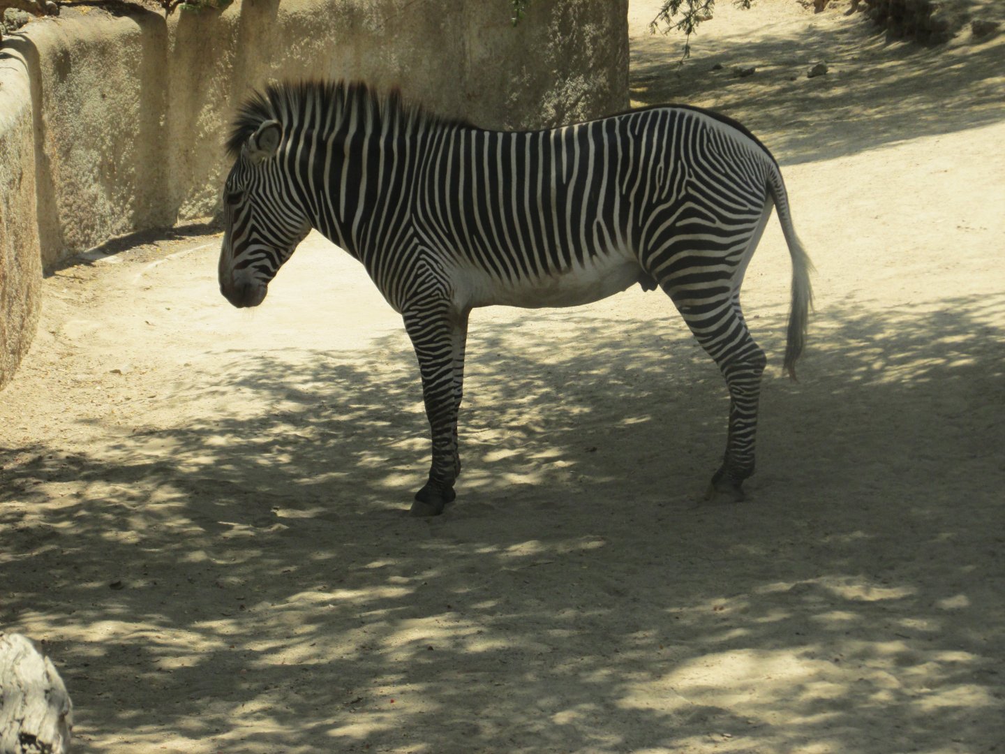 grevy´s zebra Los Angeles zoo 2017