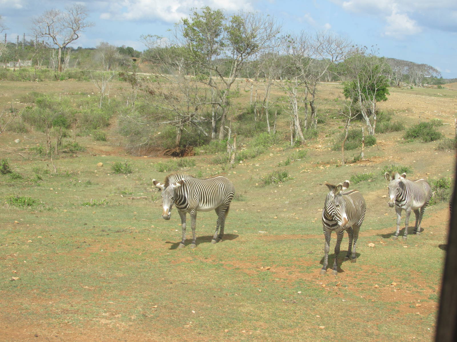 grevy`s zebra zoologico nacional