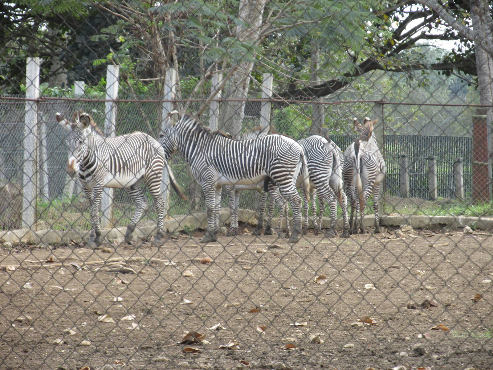 grevy`s zebra zoologico nacional