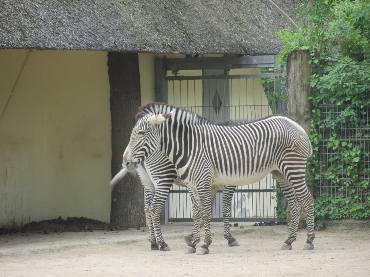 grevy´s zebra