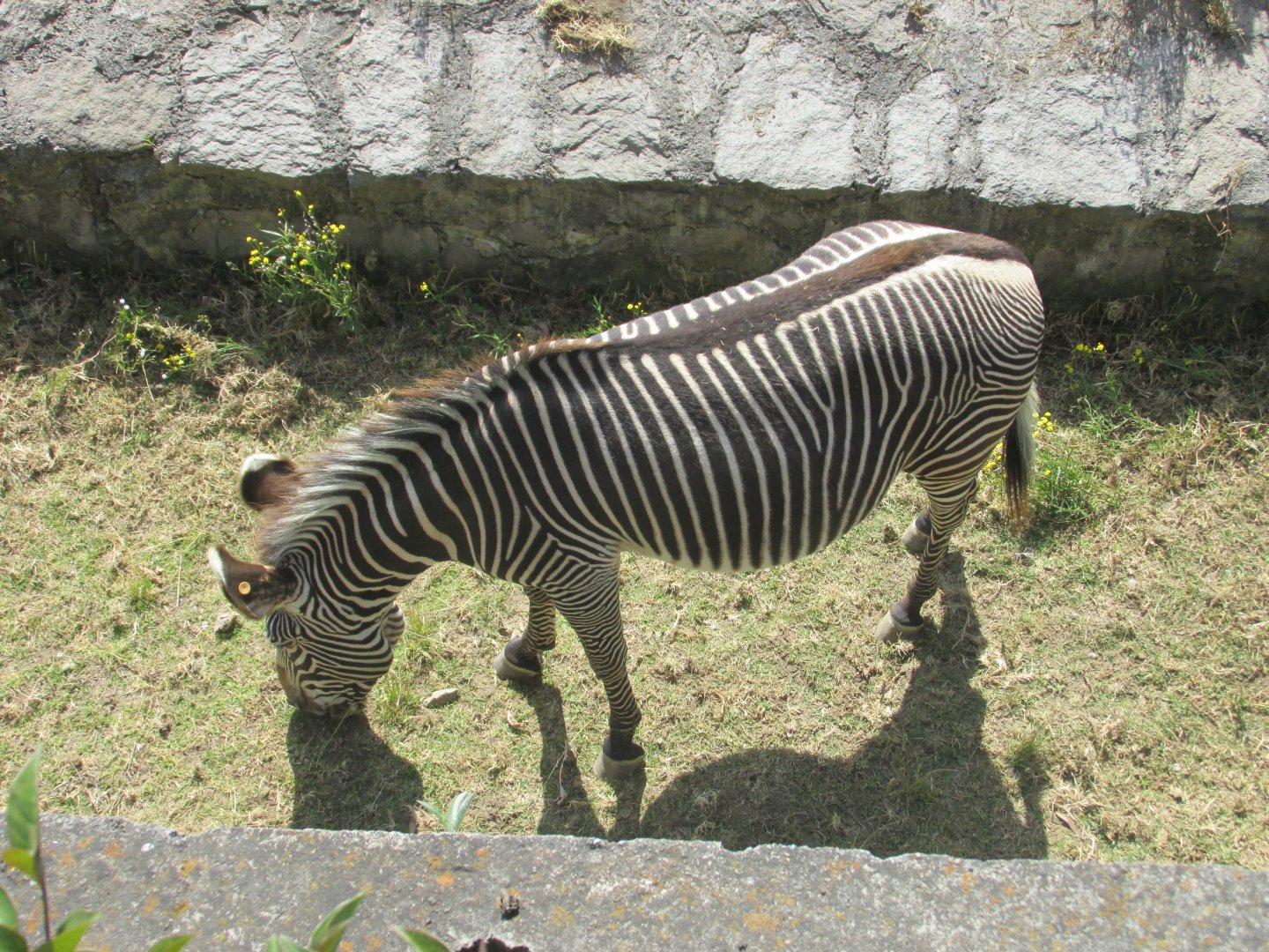 GREVY´S ZEBRA