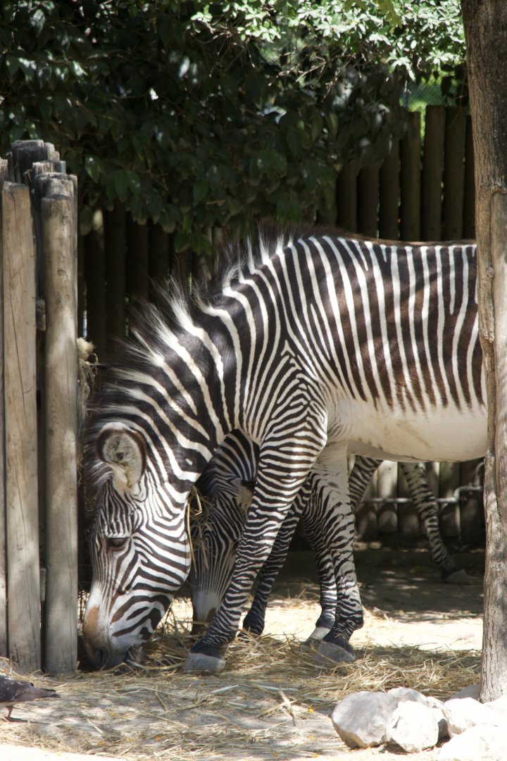 Grevy´s Zebra