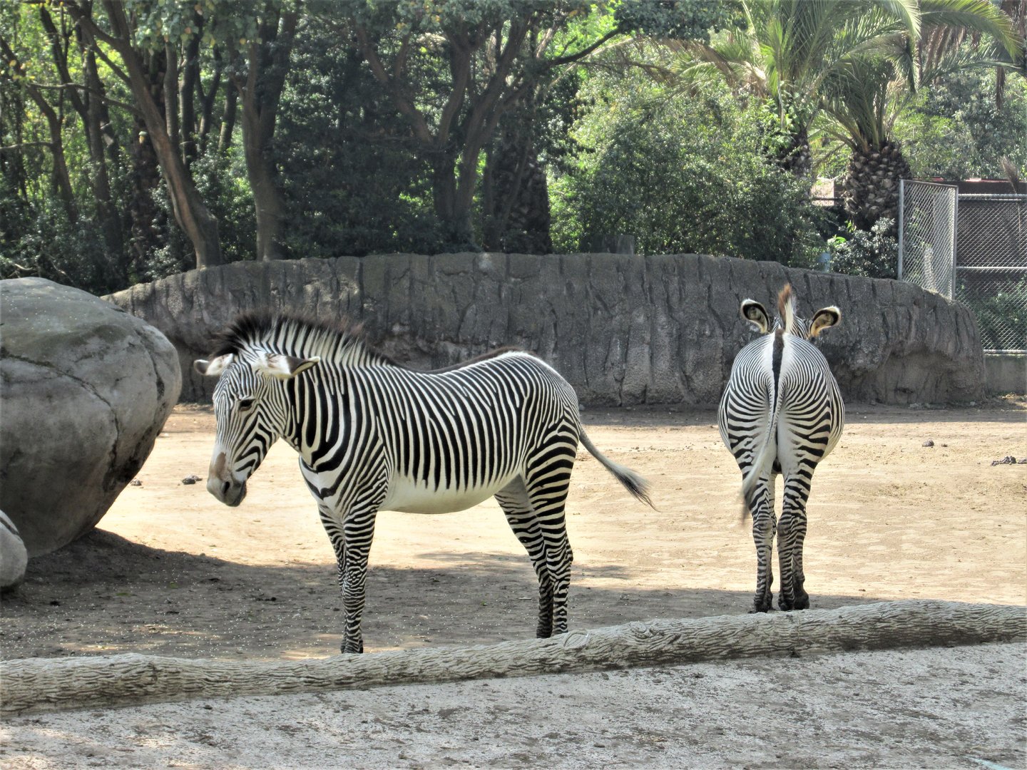 Grevy´s zebra