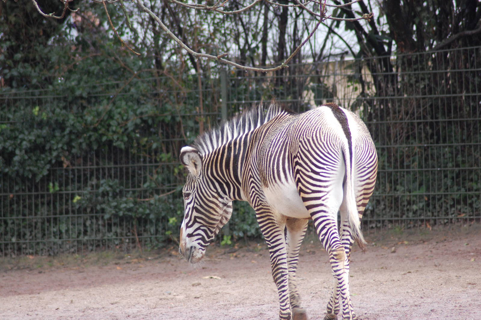 Grevy zebra 27-02-2011
