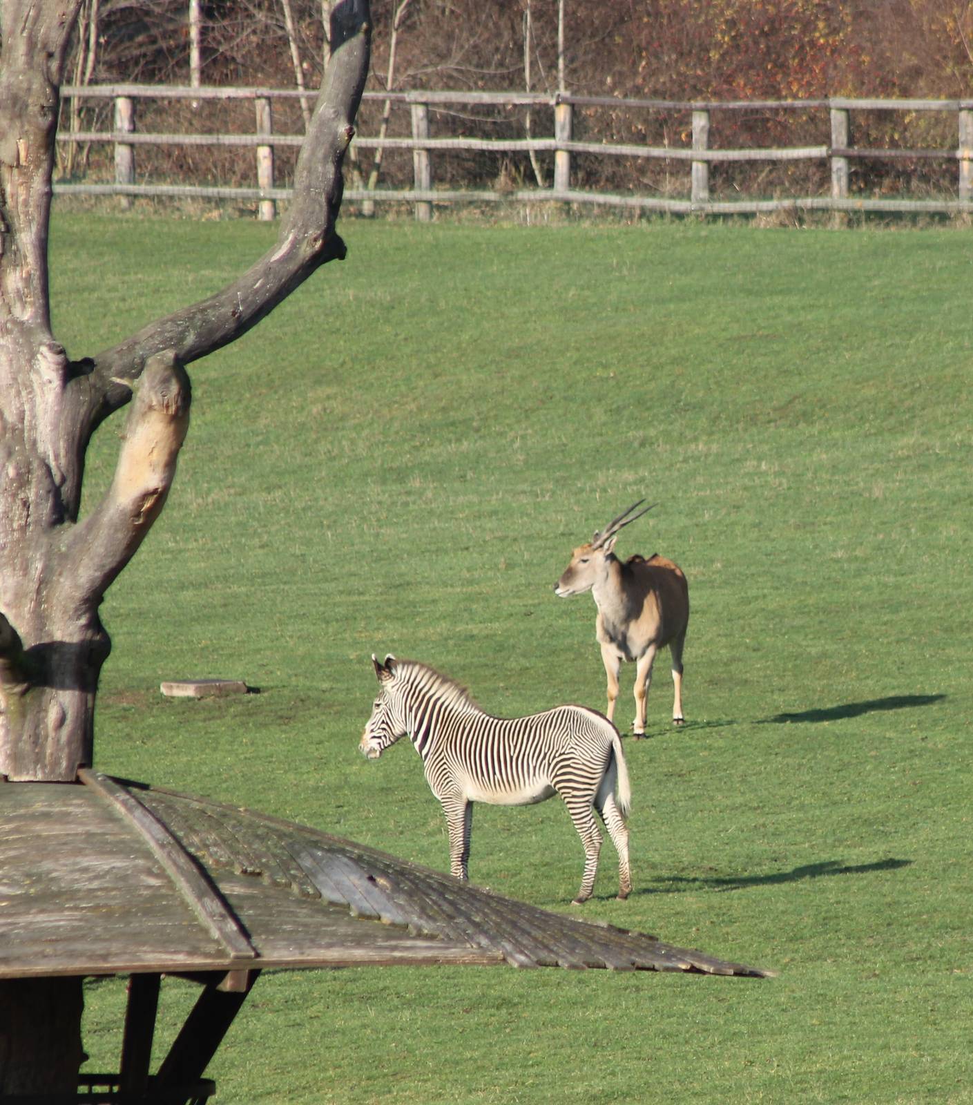 Grevy zebra and Elan at the Afrcan Plain