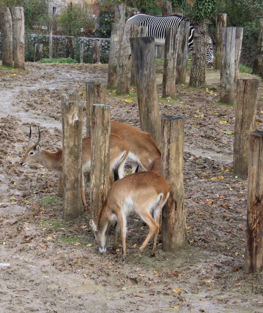 Grevy zebra and Red lechwes