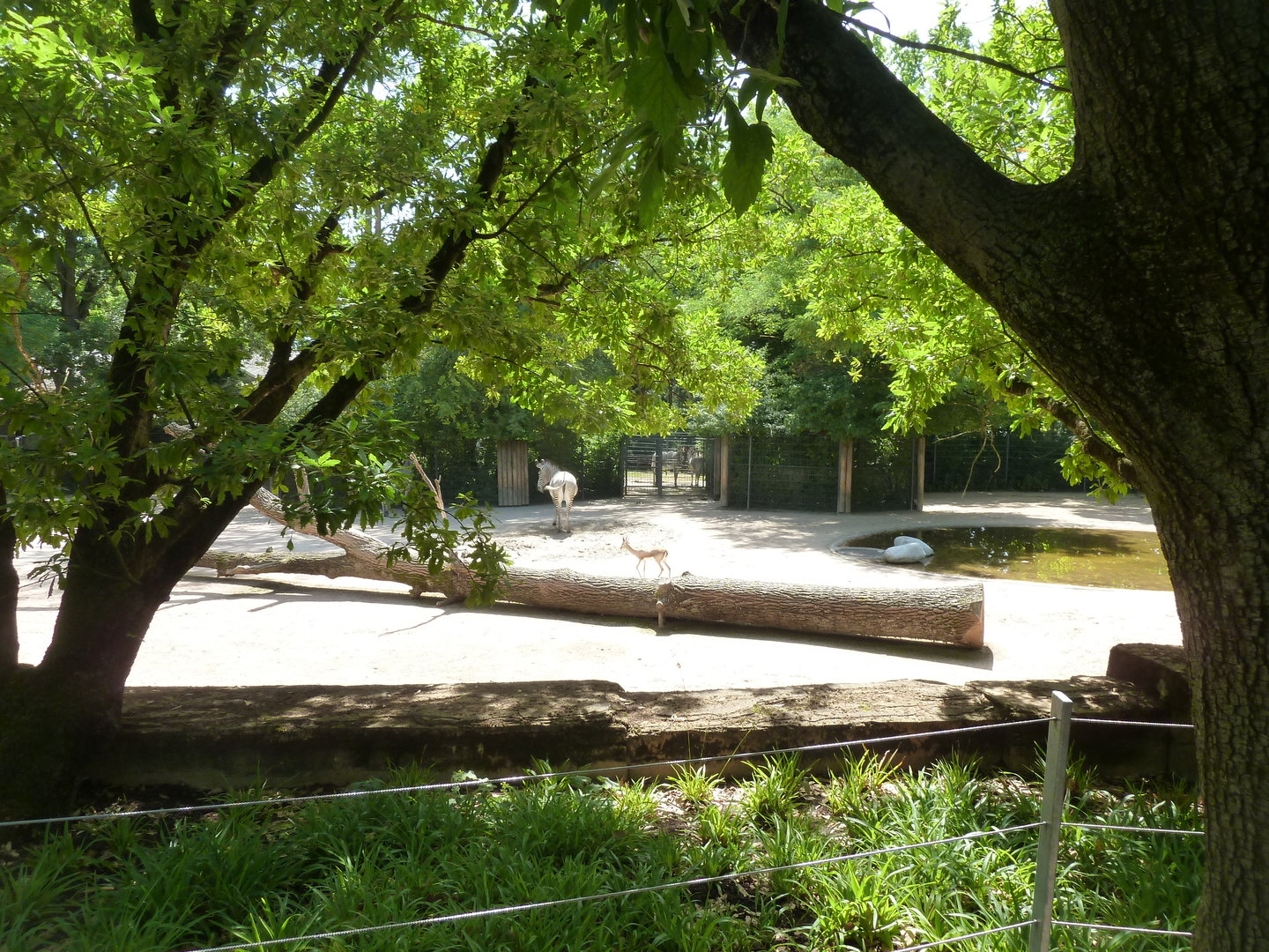 Grèvy zebra and Saharan dorcas gazelle enclosure