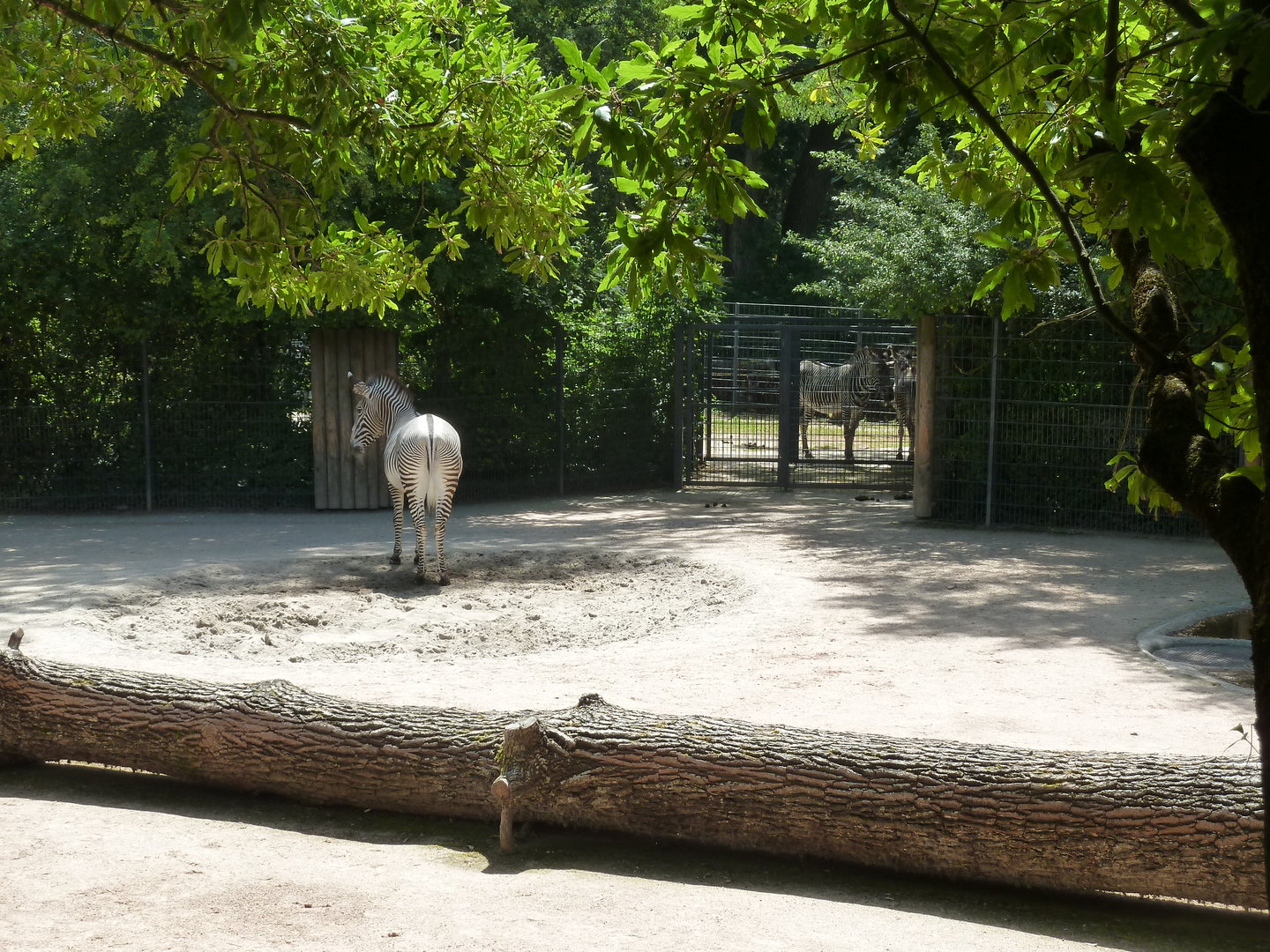 Grèvy zebra and Saharan dorcas gazelle enclosure