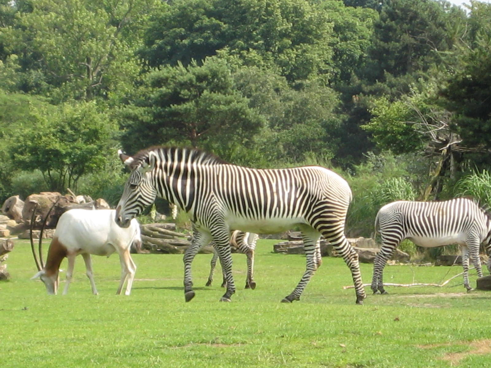 Grevy Zebra and scimitar horned oryx