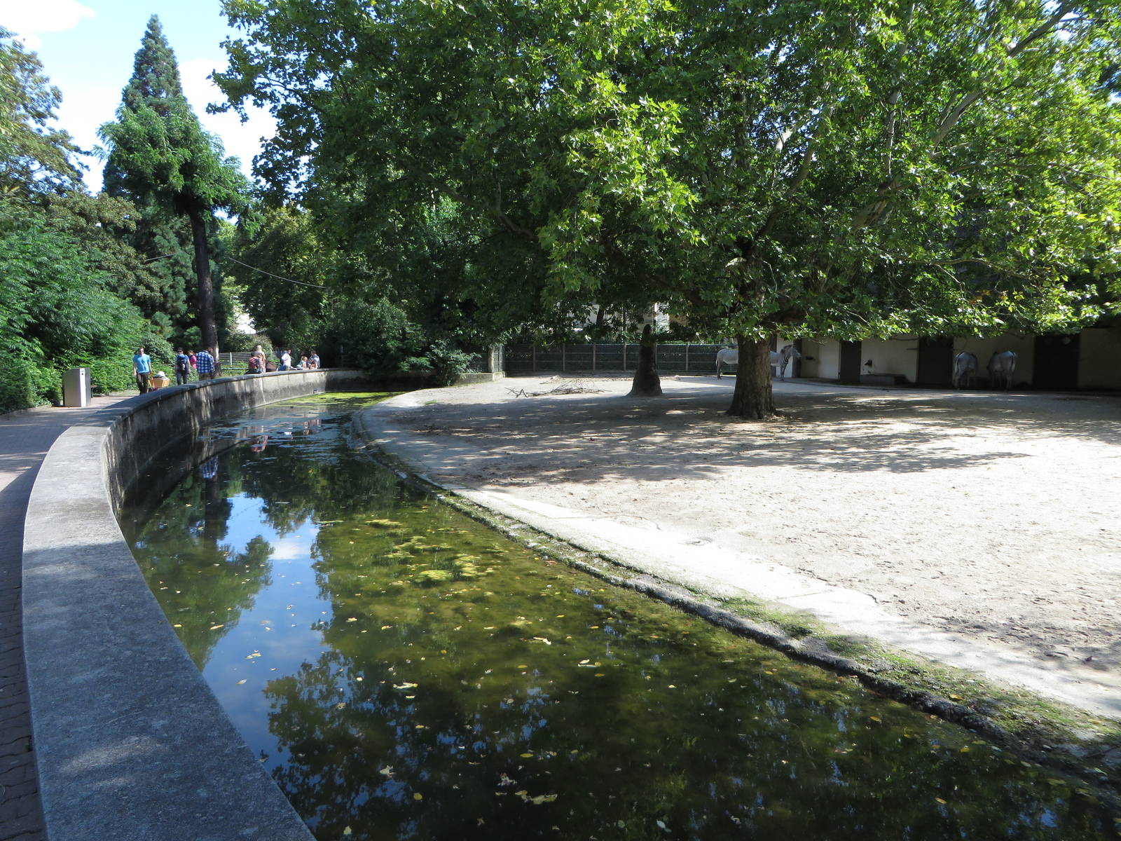 Grevy zebra enclosure