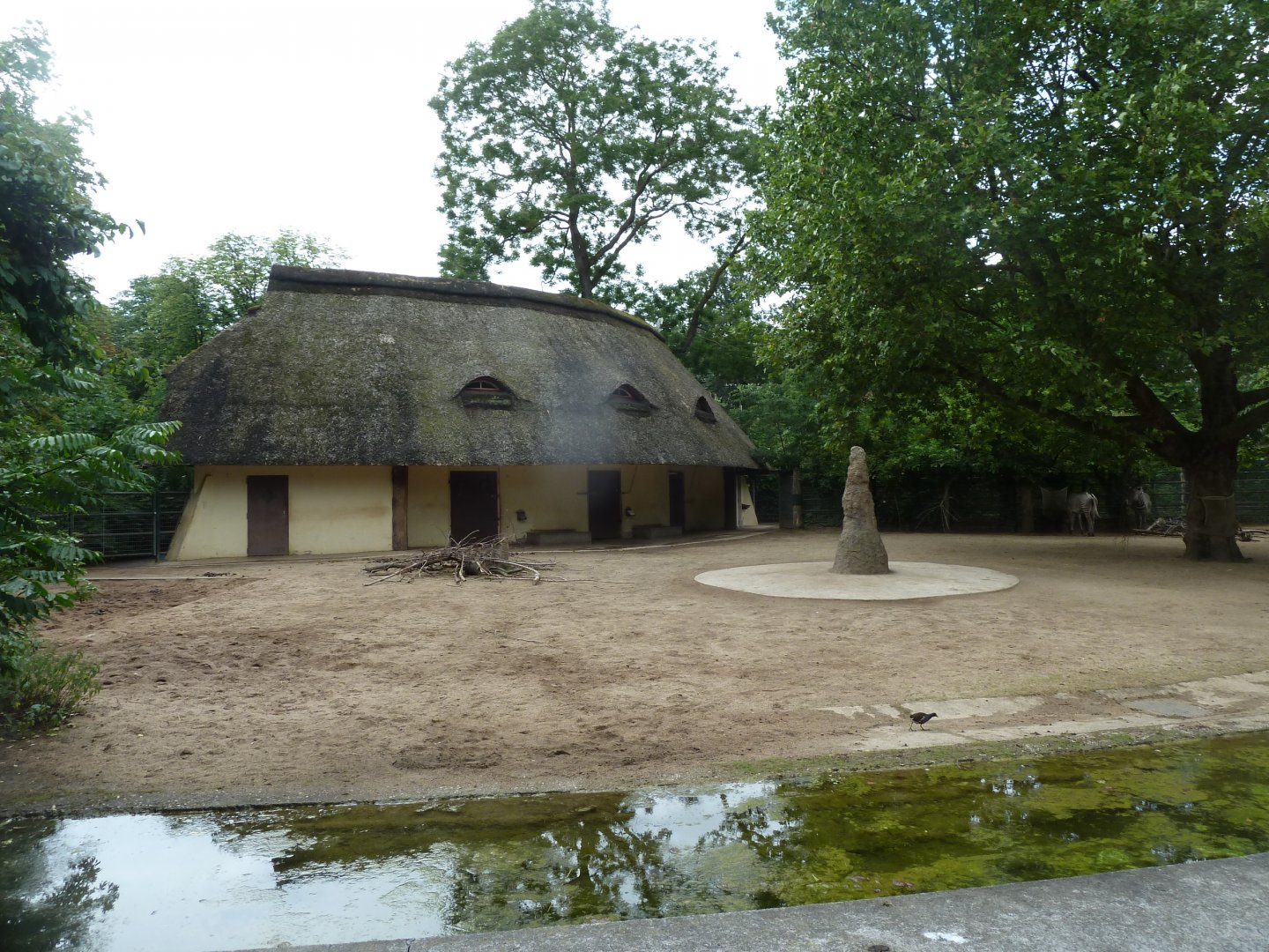 Grèvy zebra enclosure