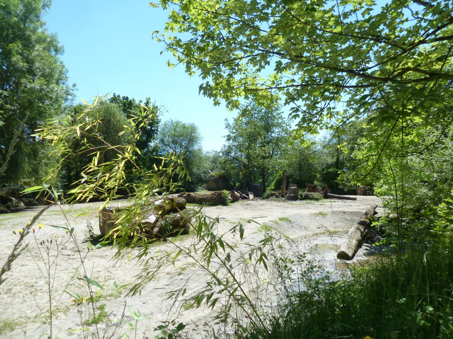 Grèvy zebra enclosure