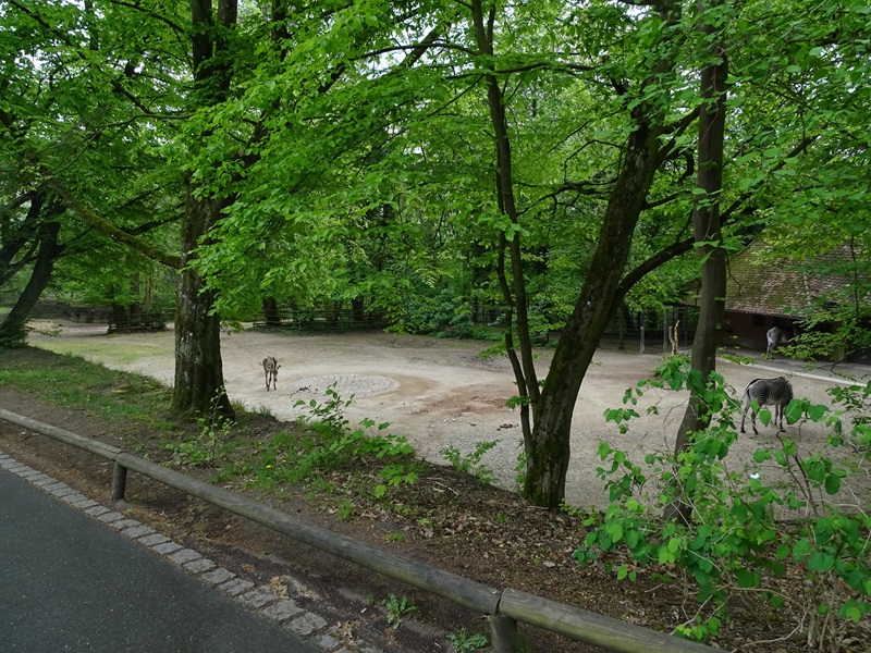 Grevy zebra enclosure