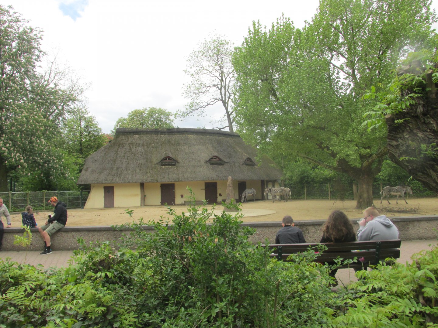 grevy zebra enclousure
