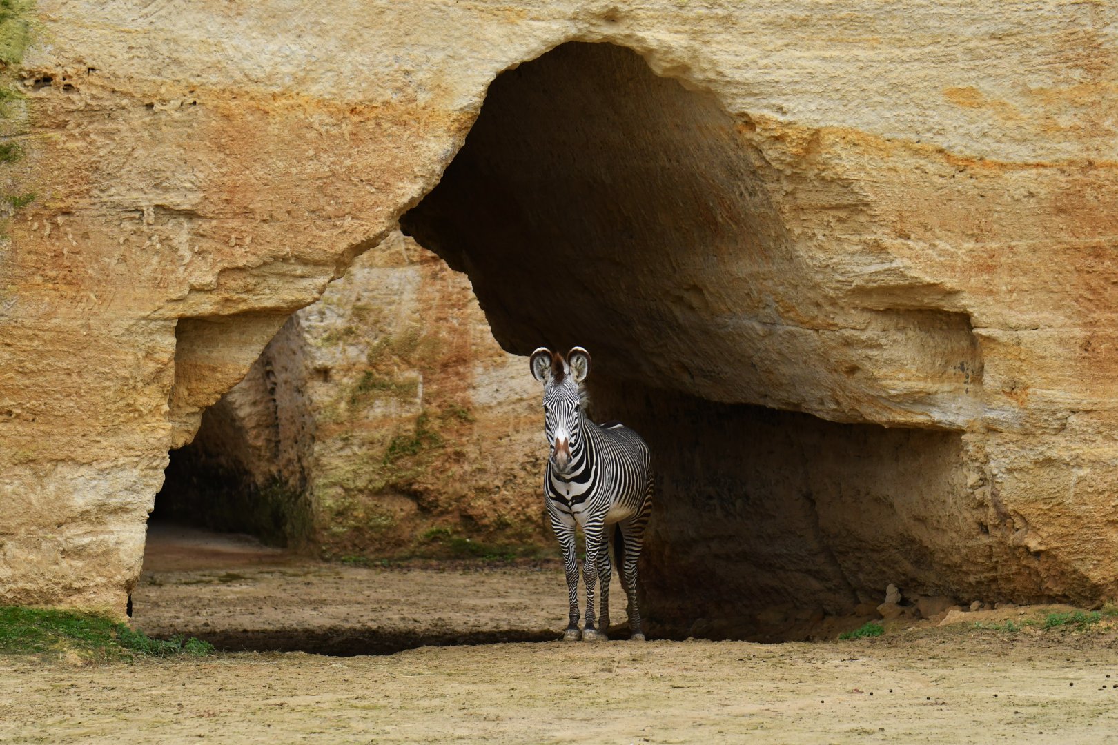 Grevy zebra (Equus grevyi)
