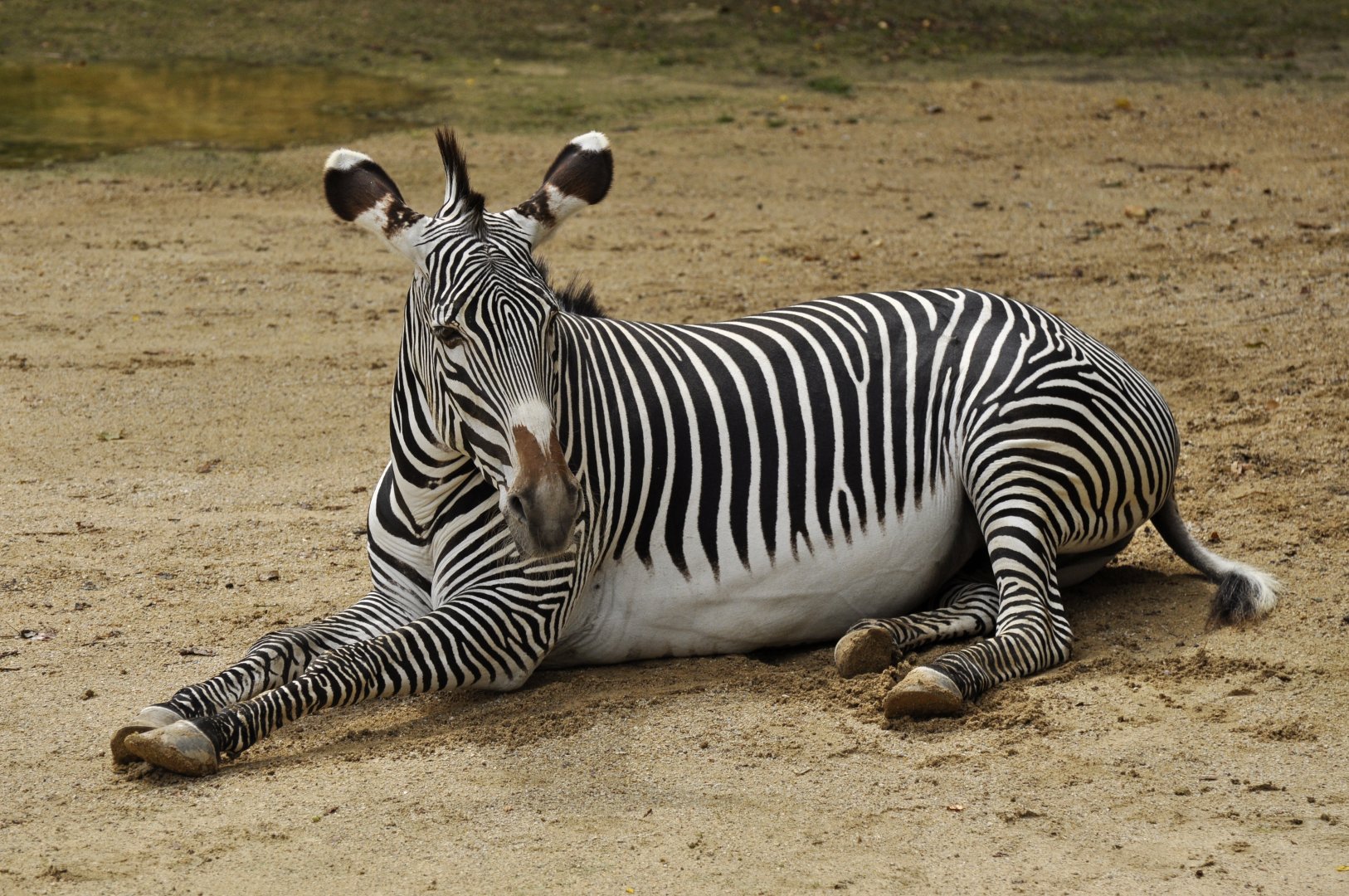 Grevy zebra (Equus grevyi)