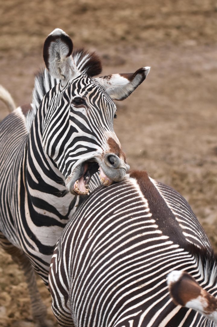 Grevy zebra (Equus grevyi)