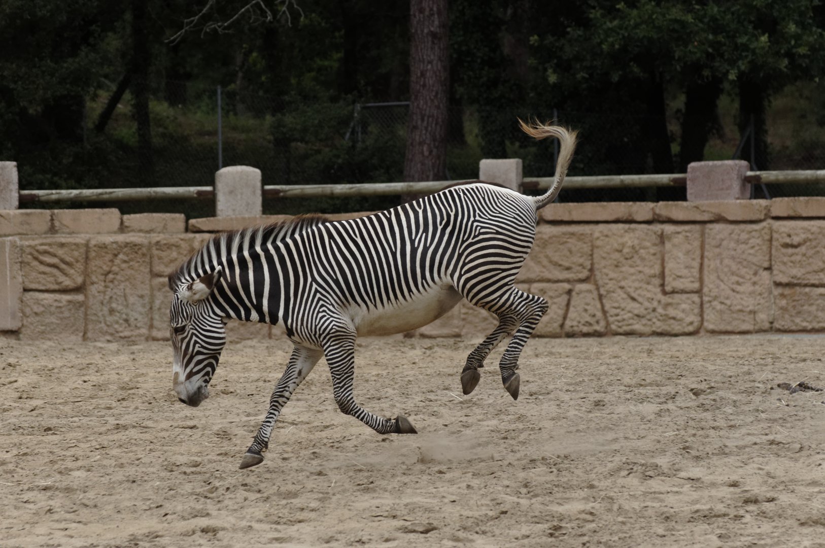 Grevy zebra (Equus grevyi)
