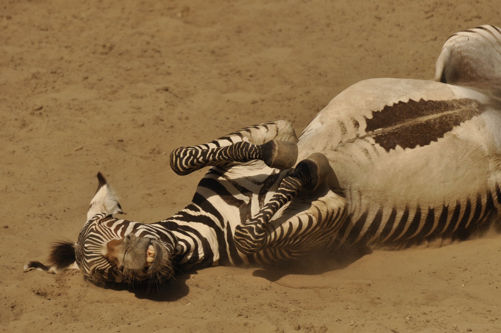 Grevy zebra (Equus grevyi)