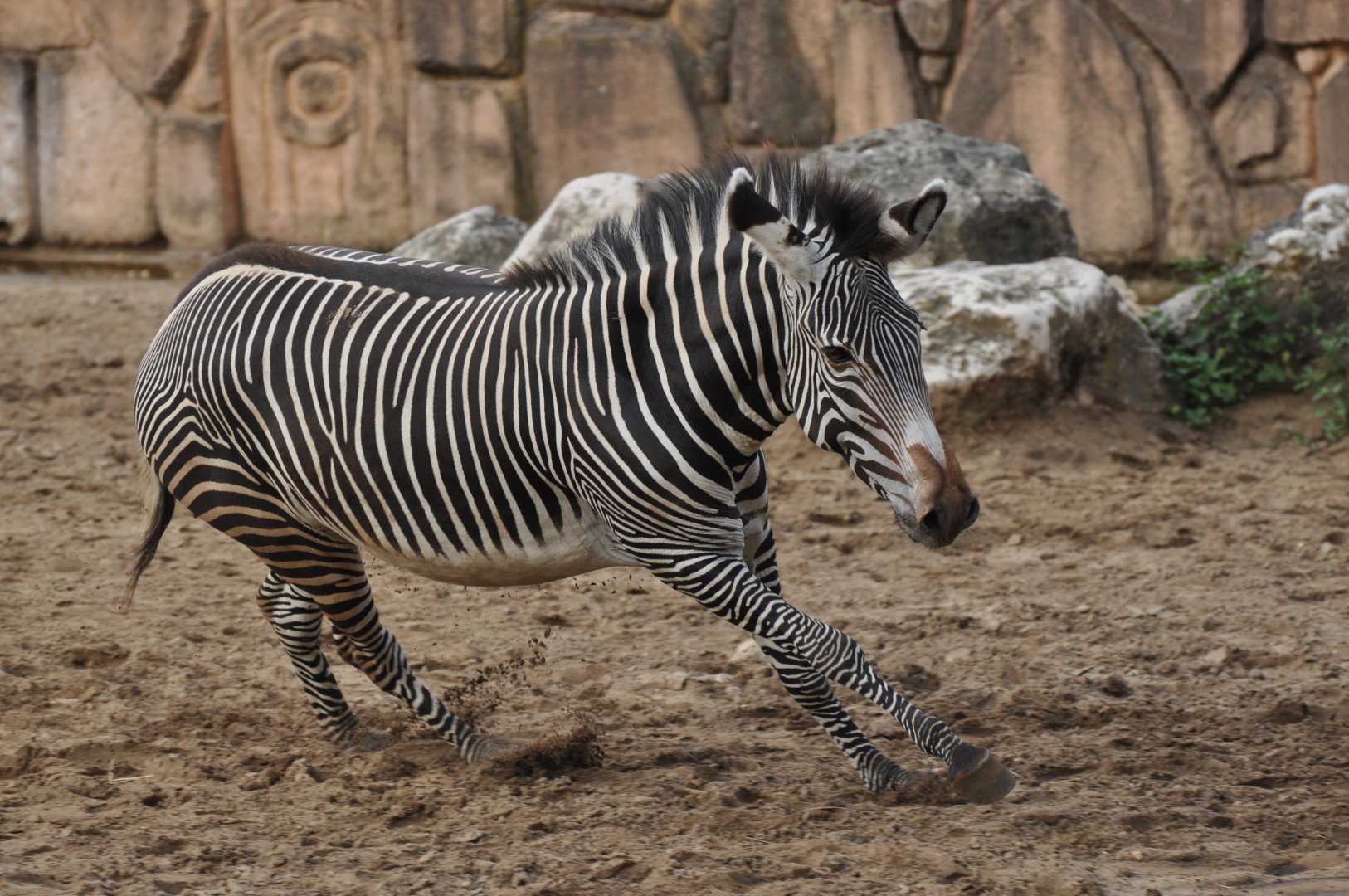 Grevy zebra (Equus grevyi)