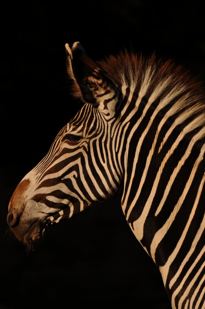 Grevy zebra (Equus grevyi)