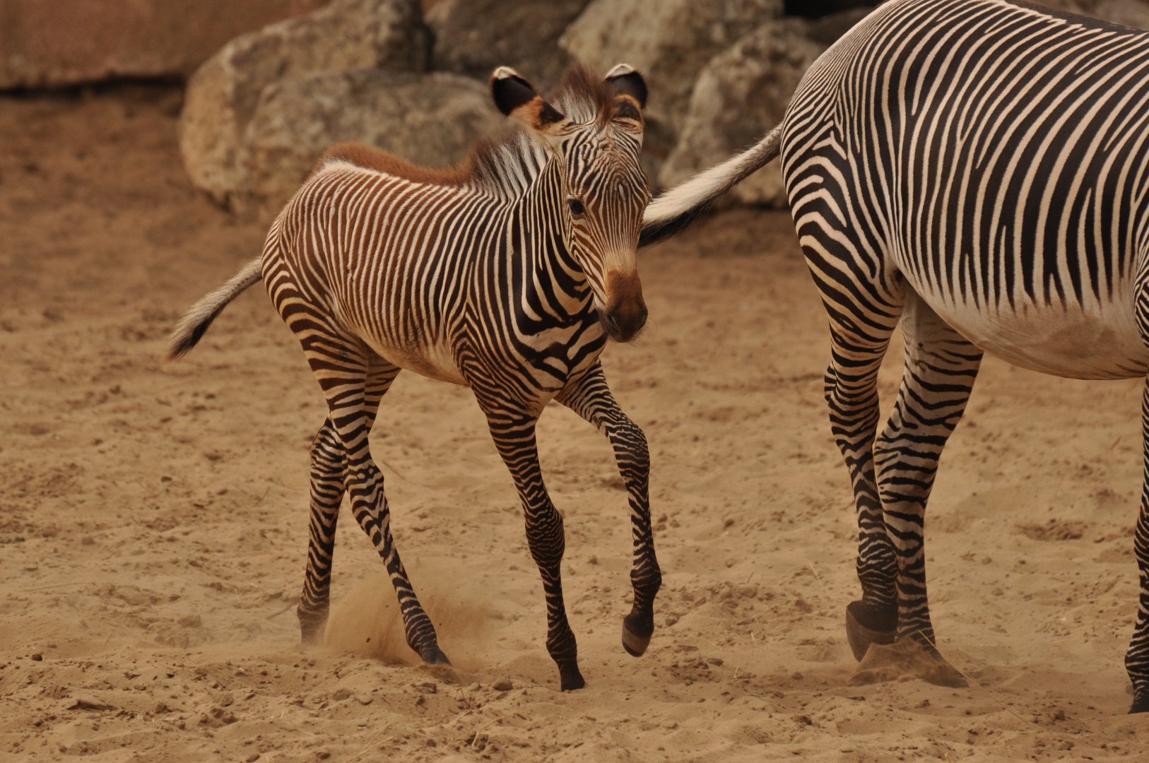 Grevy zebra (Equus grevyi)