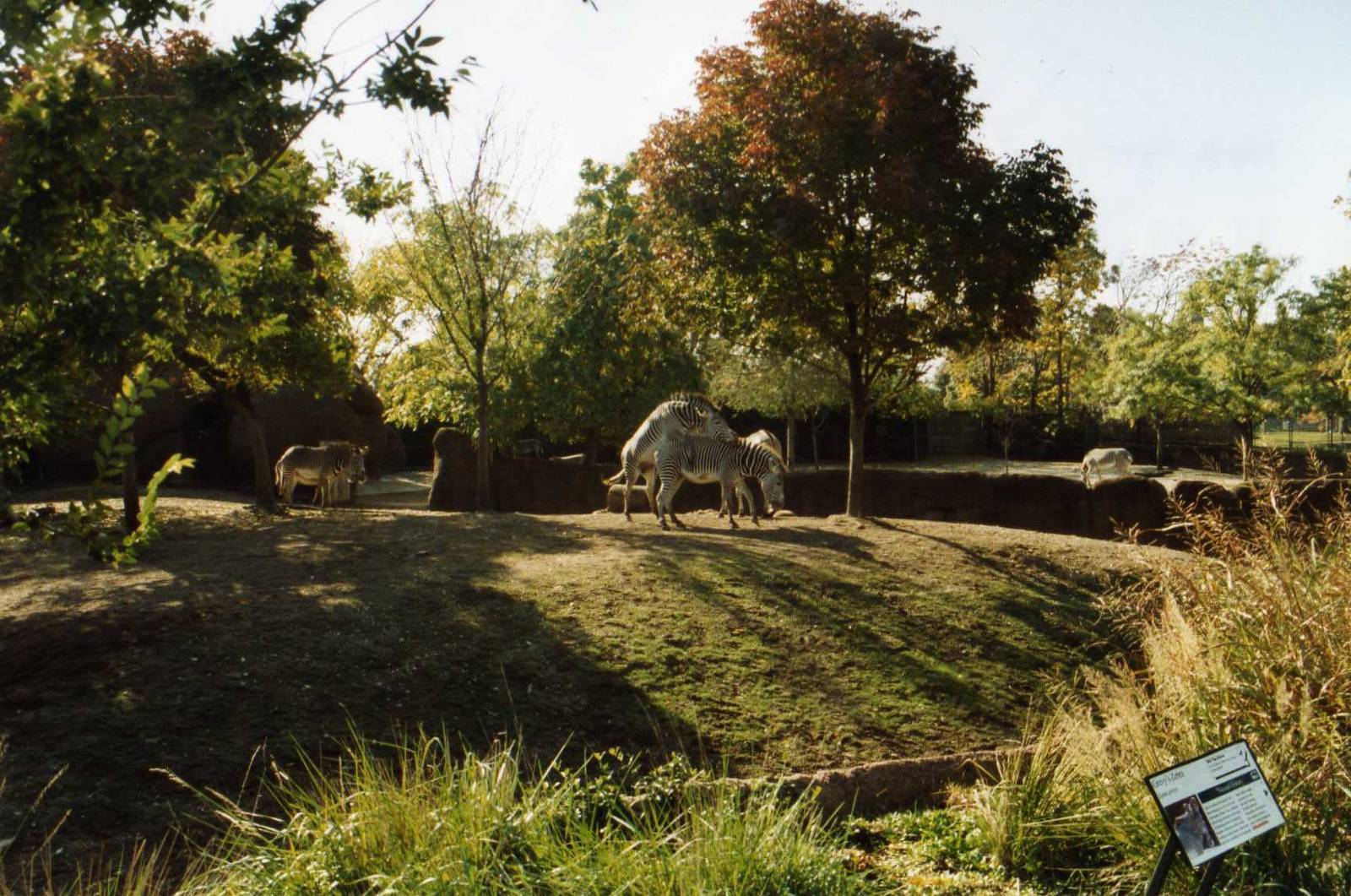 Grevy-Zebra Exhibit