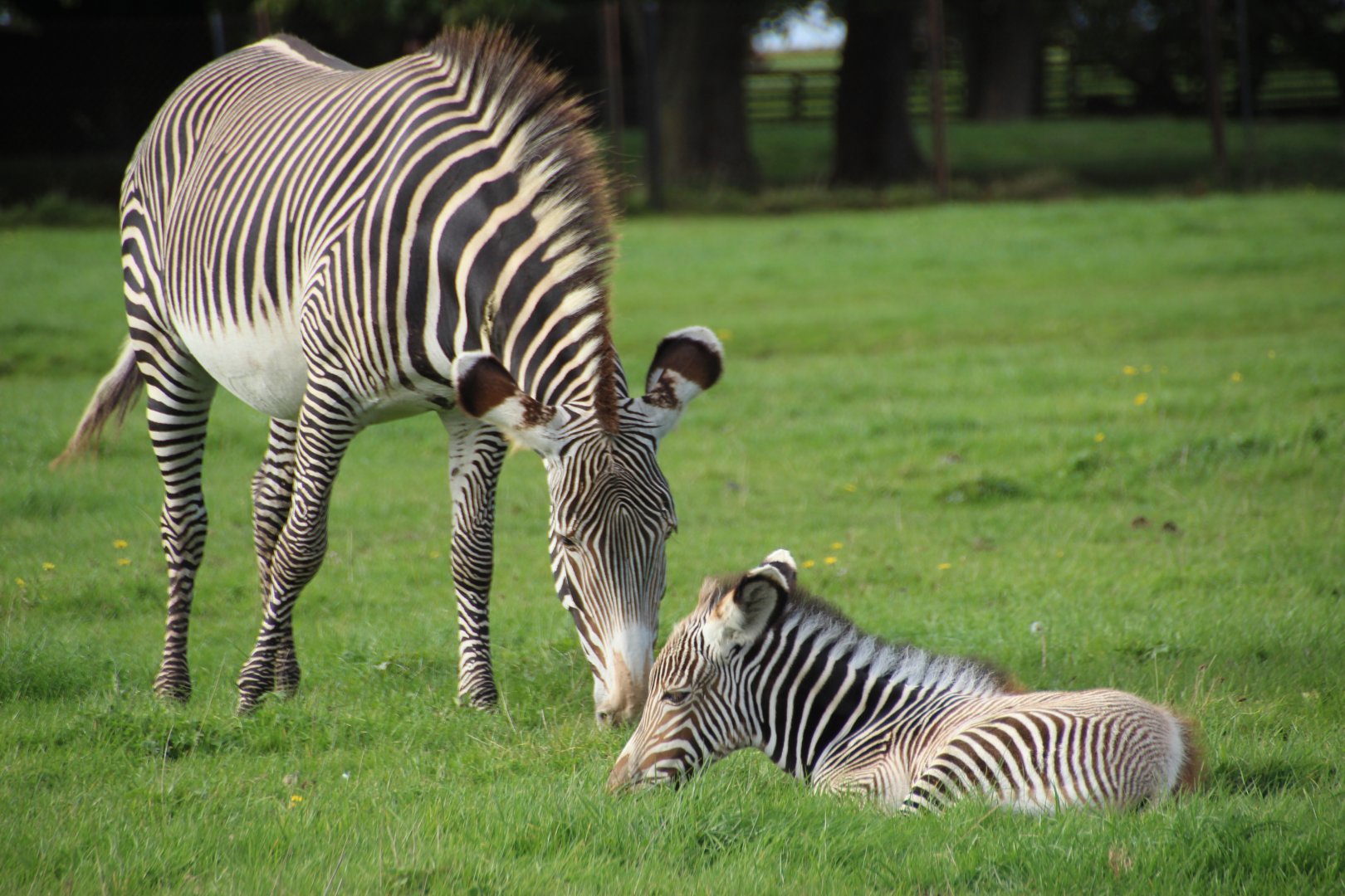 Grevy zebra foal and mother