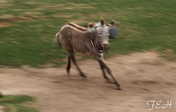 grevy zebra foal