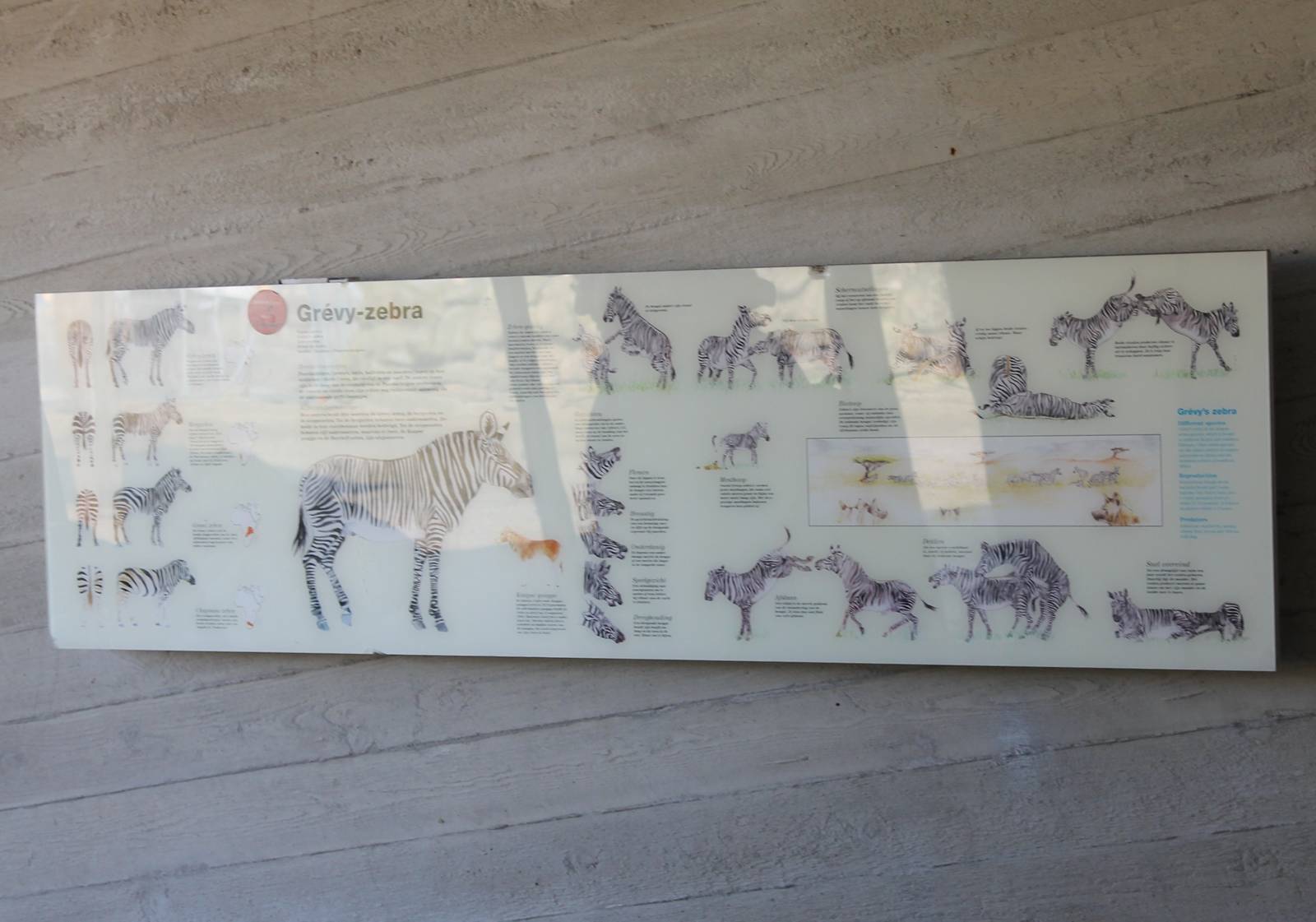 Grevy zebra sign