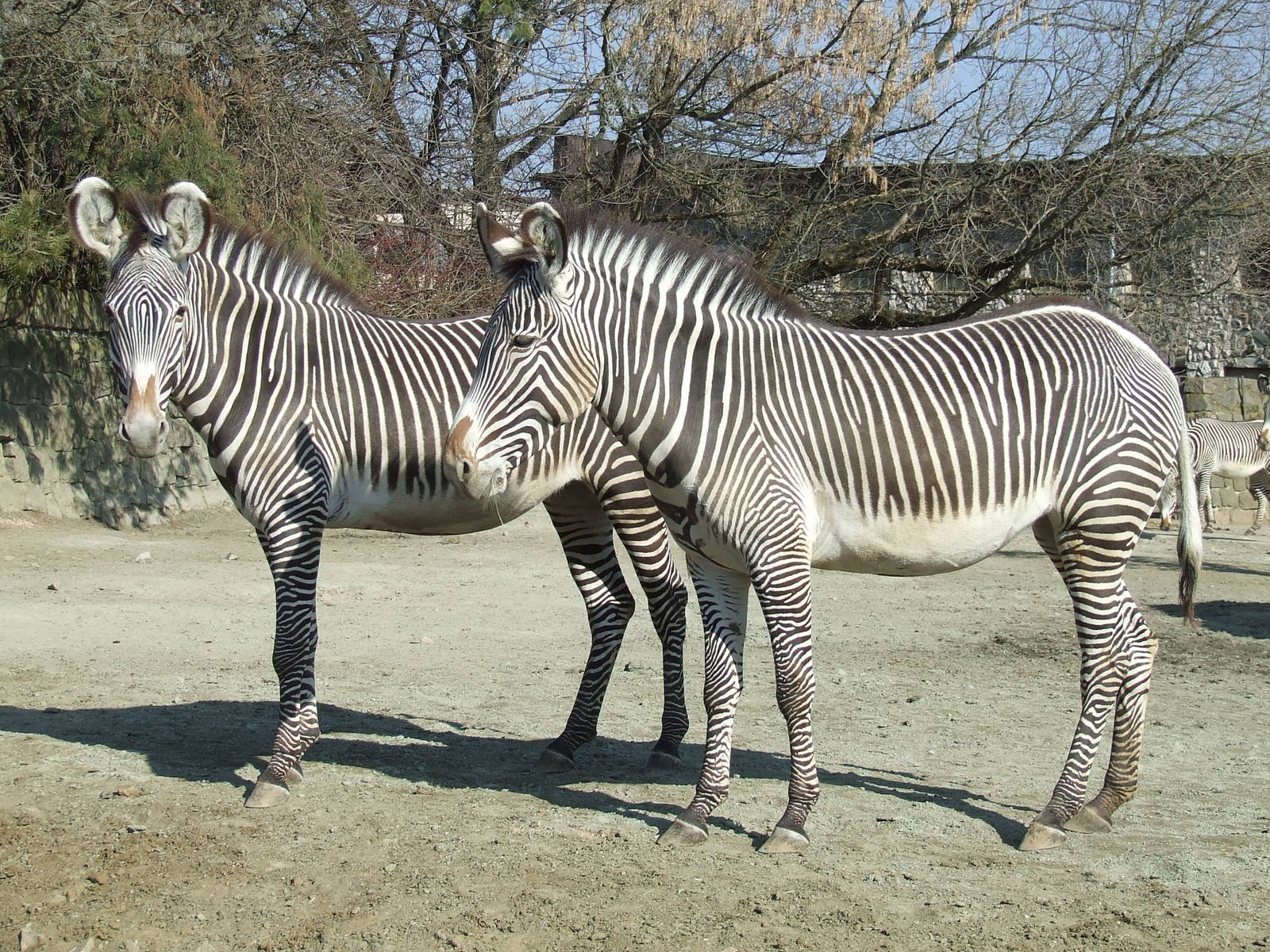 Grevy Zebra