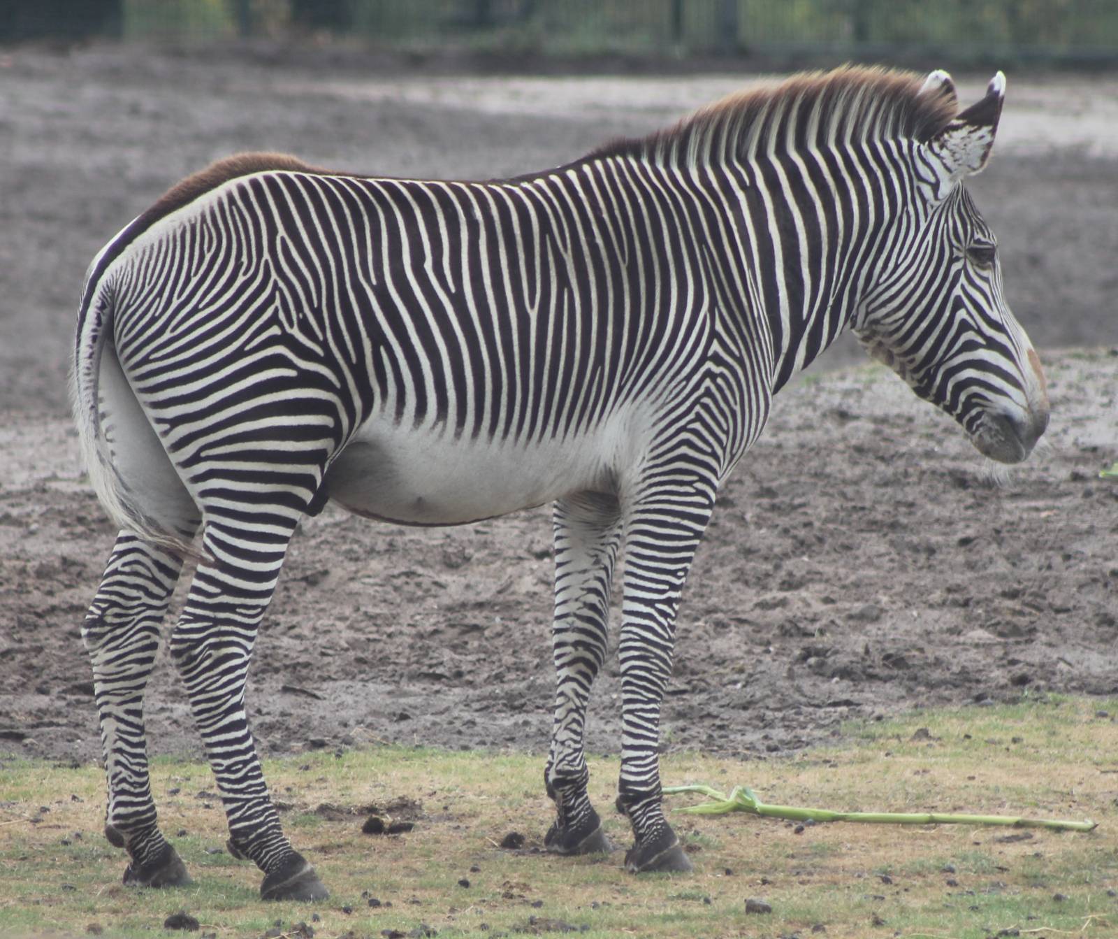Grevy zebra
