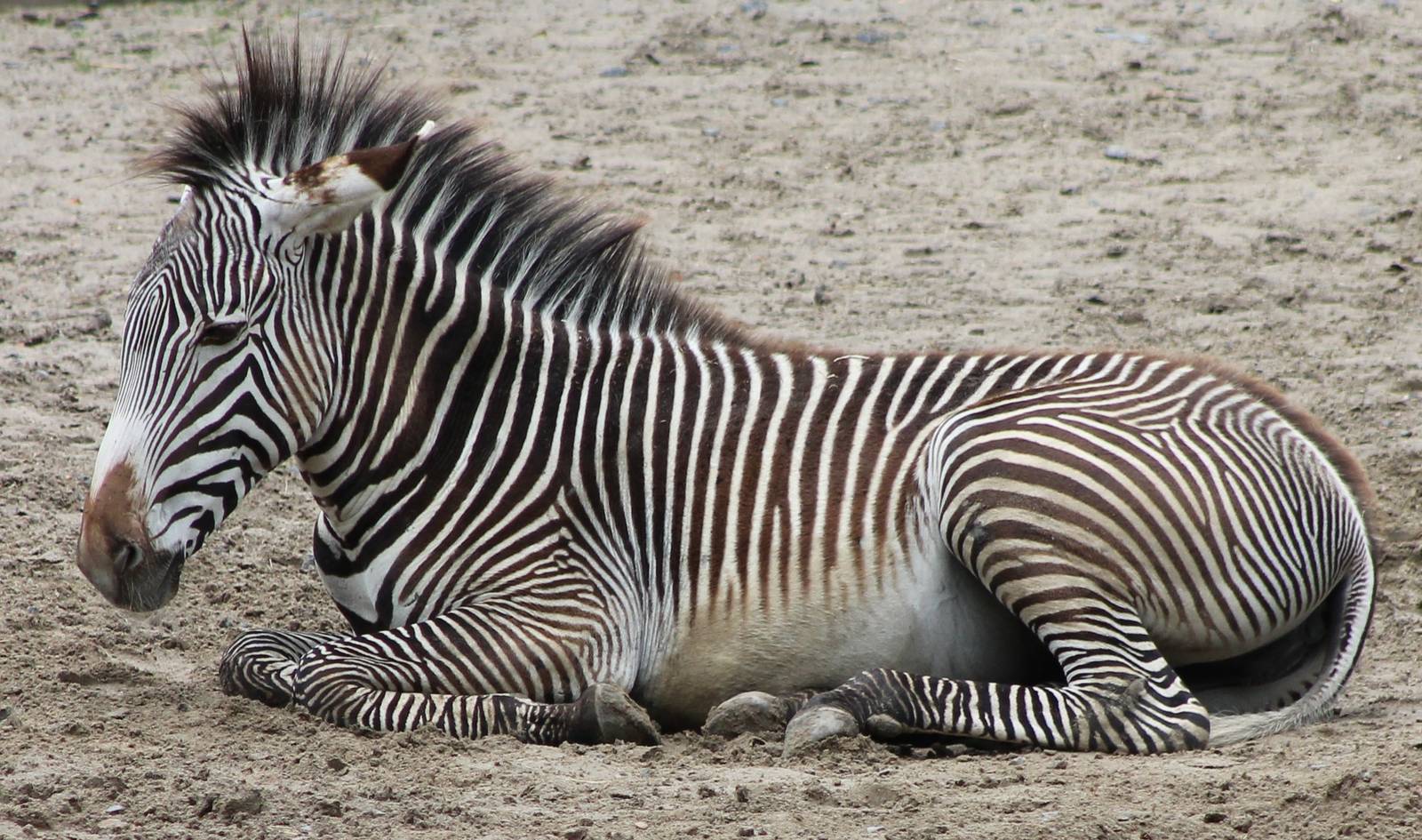 Grevy zebra