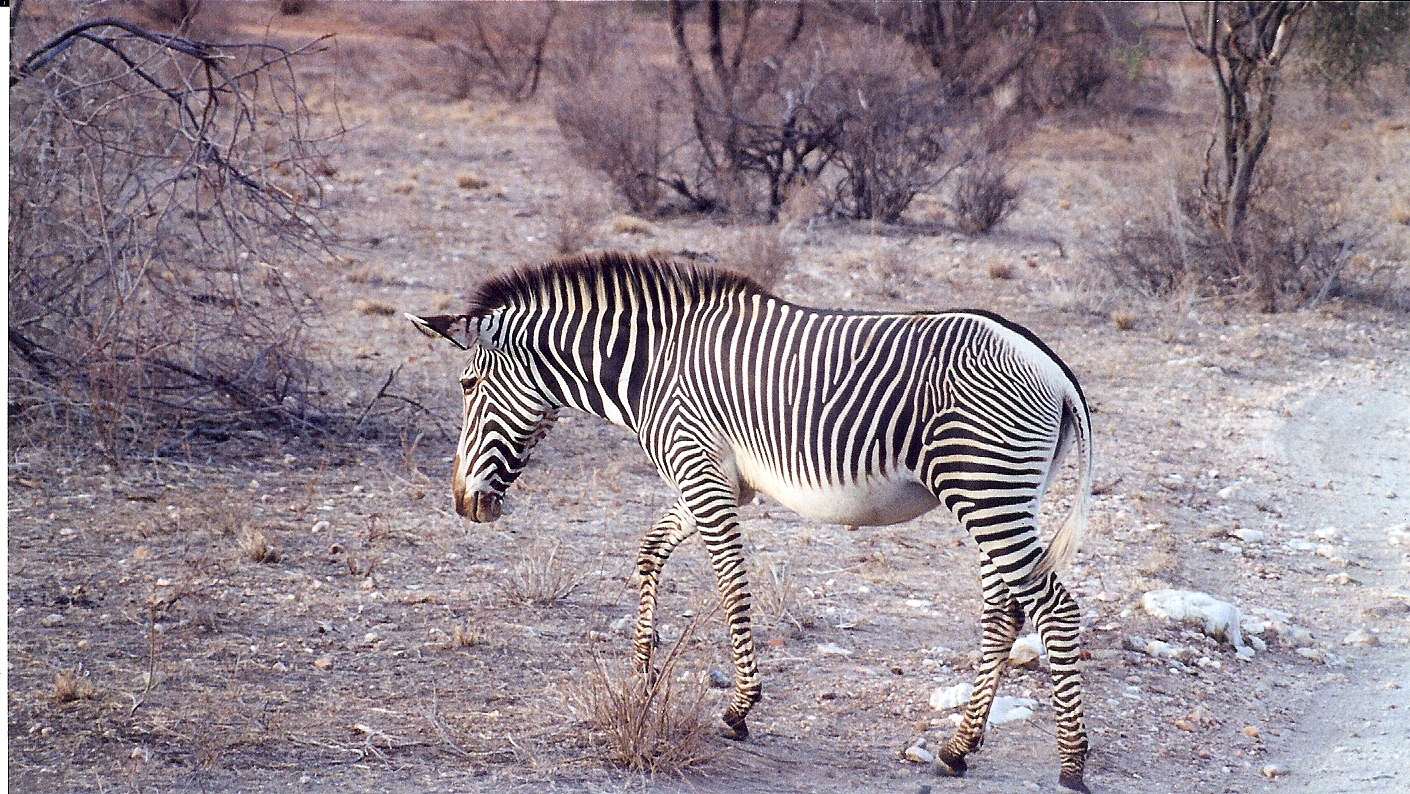 Grevy Zebra