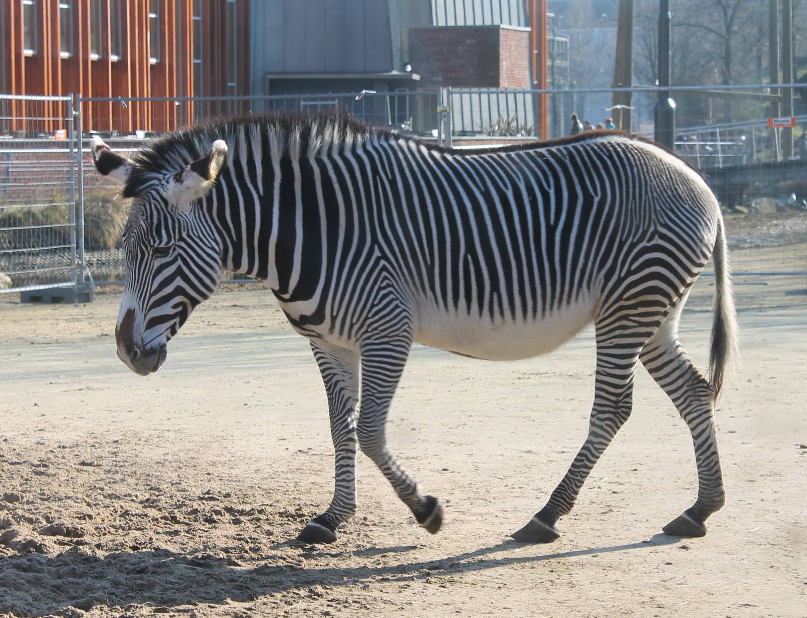 Grevy zebra