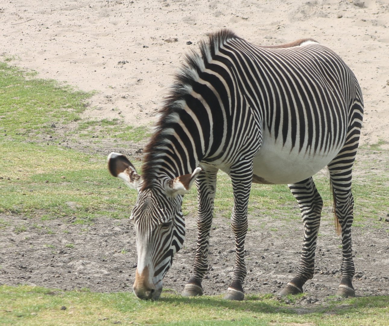 Grevy zebra