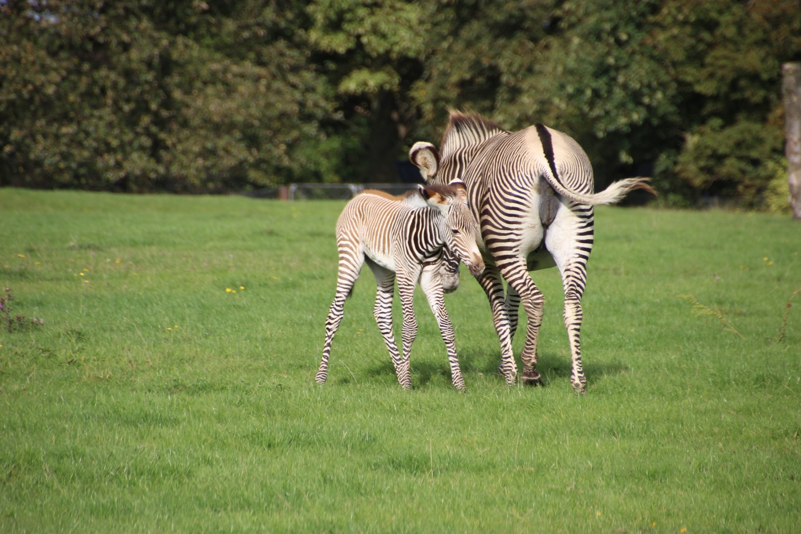 Grevy zebra