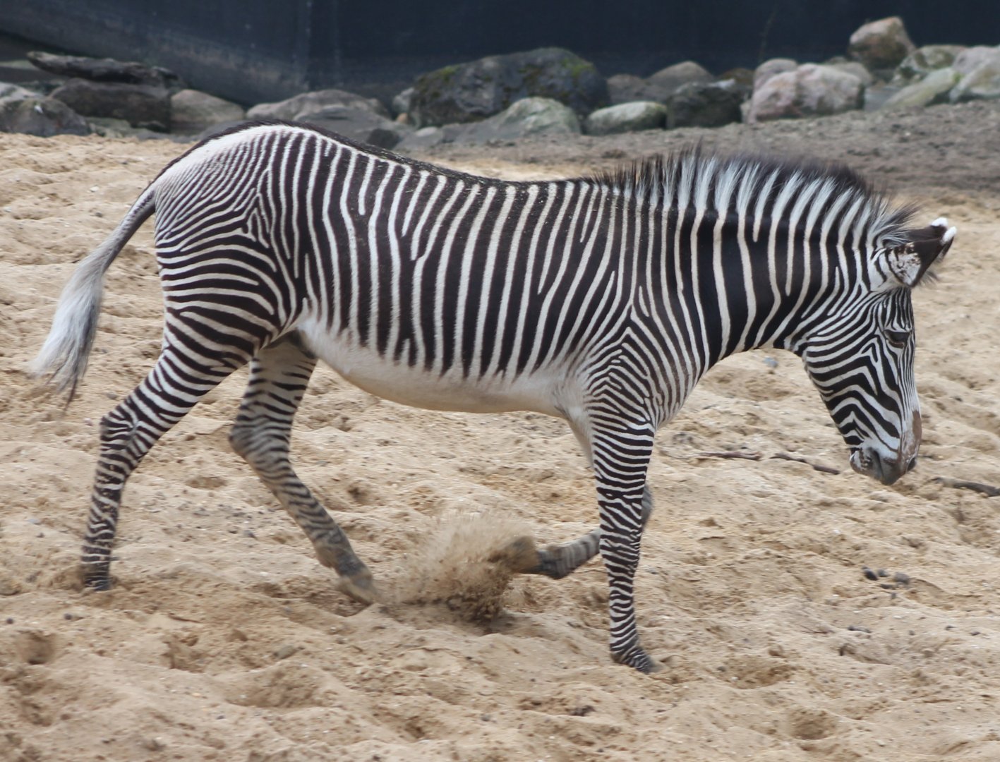 Grevy zebra