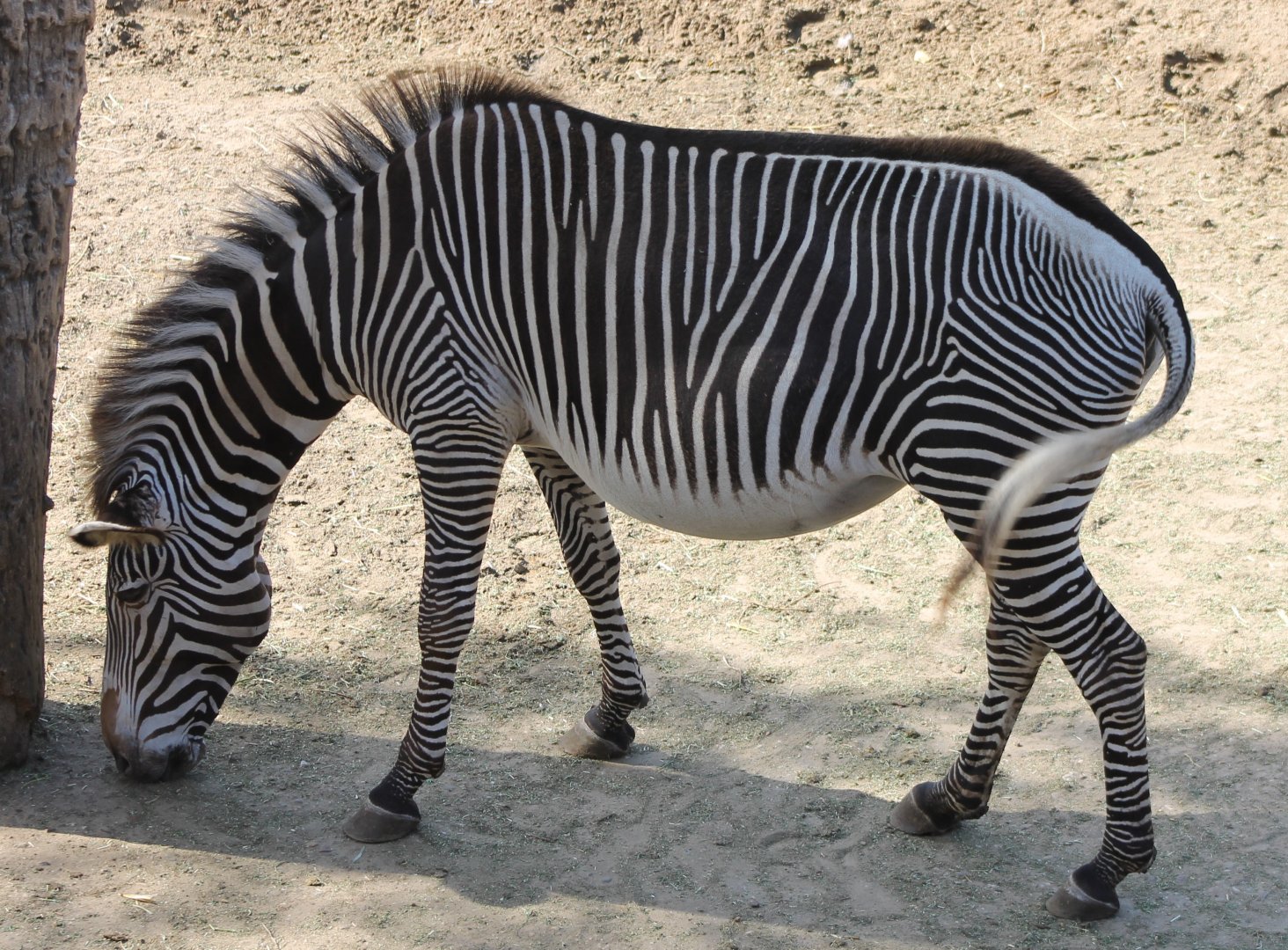 Grevy zebra