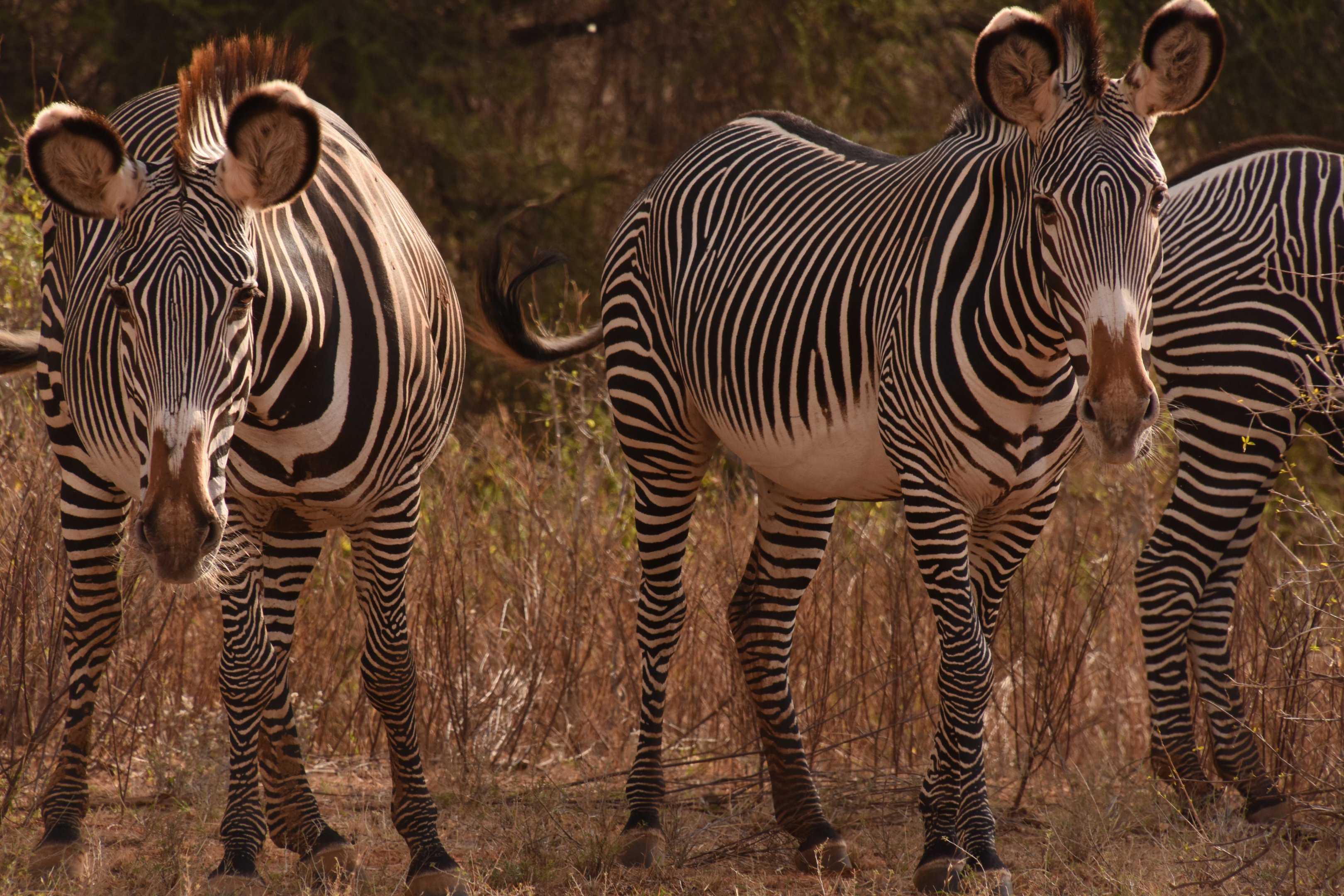 Grevy zebra
