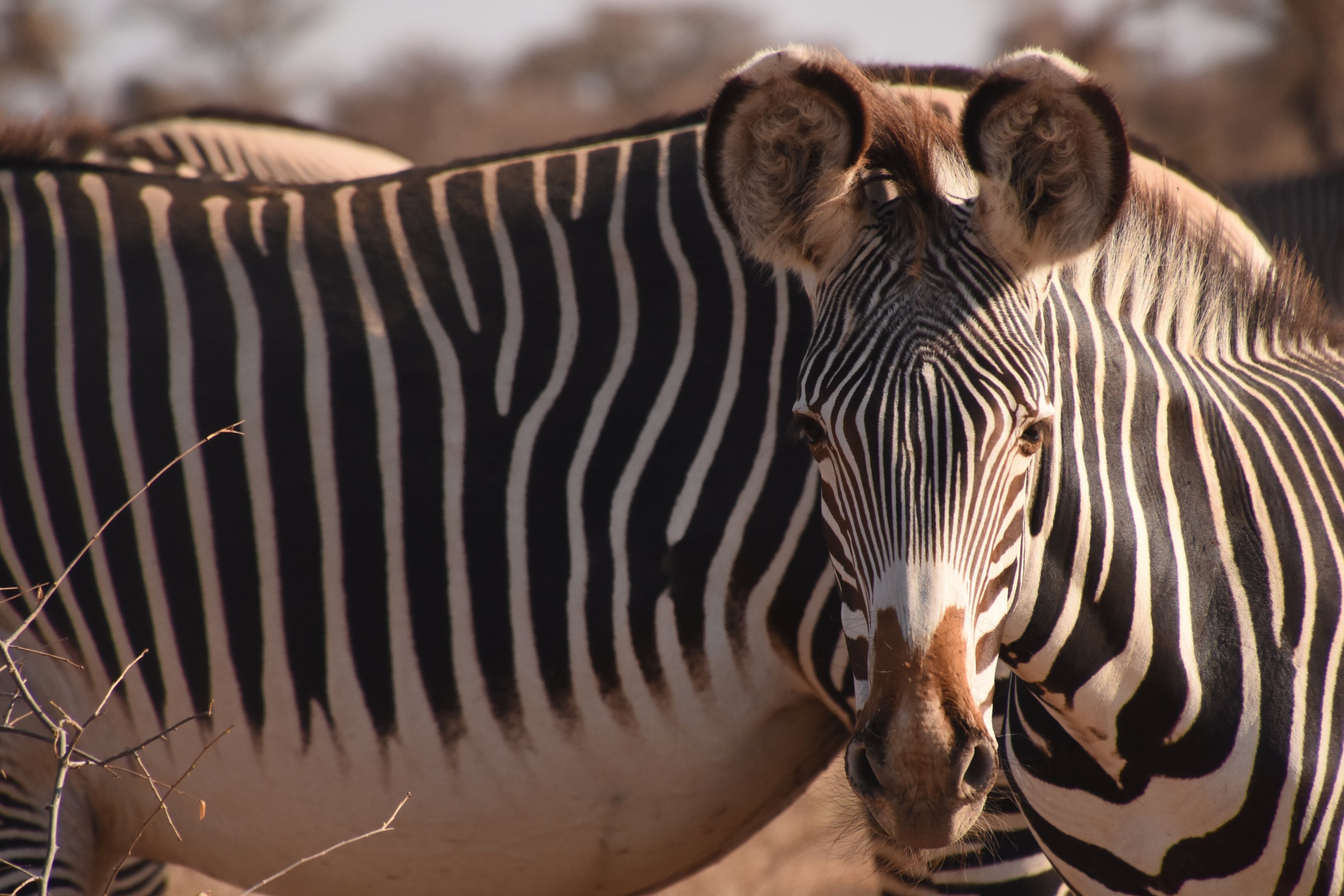 Grevy zebra