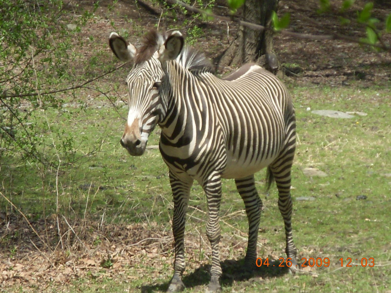 Grevy Zebra