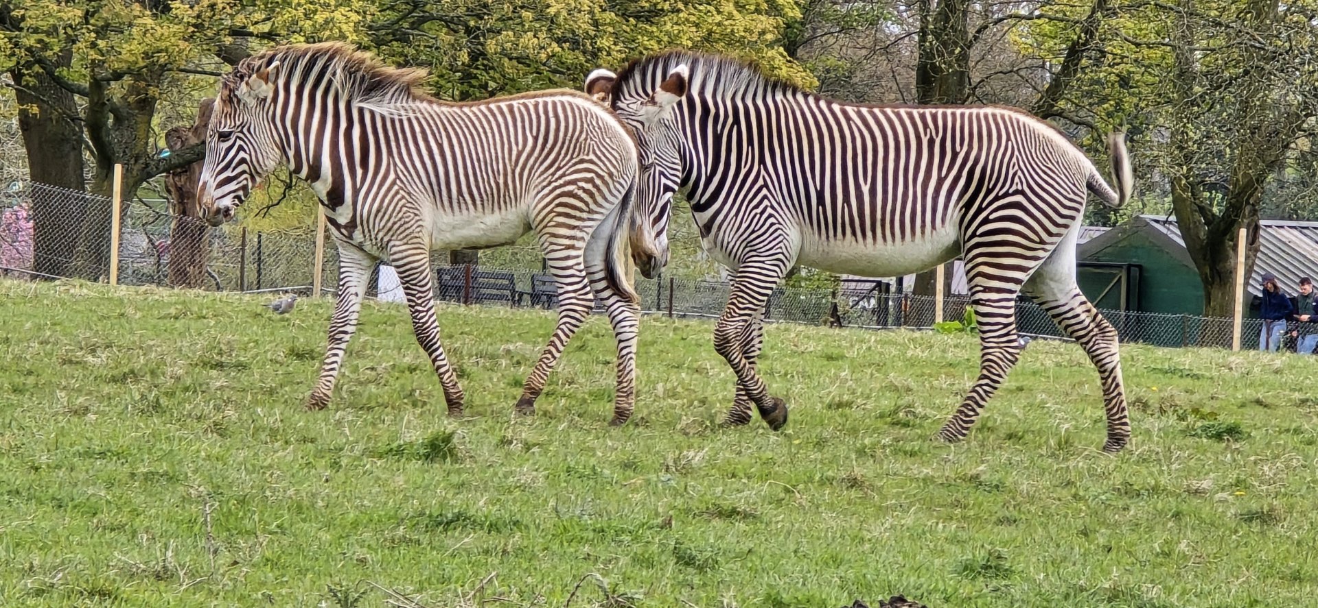 Grevy zebra