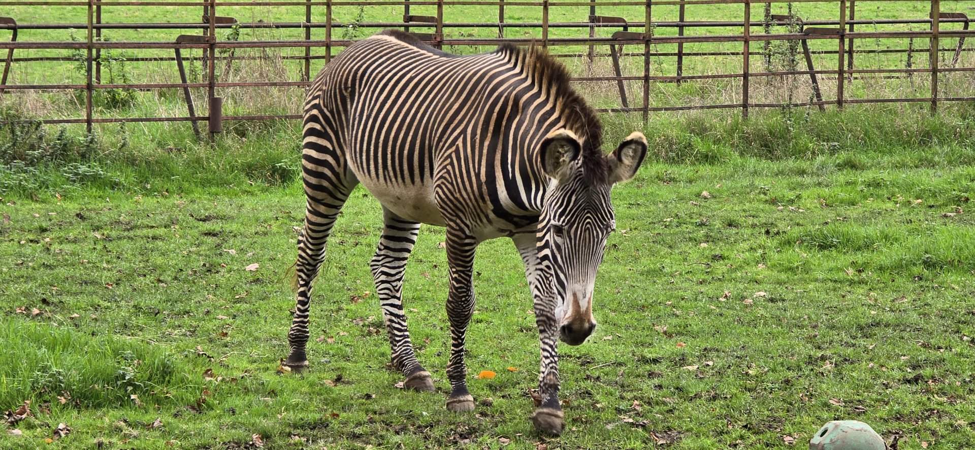 Grevy zebra