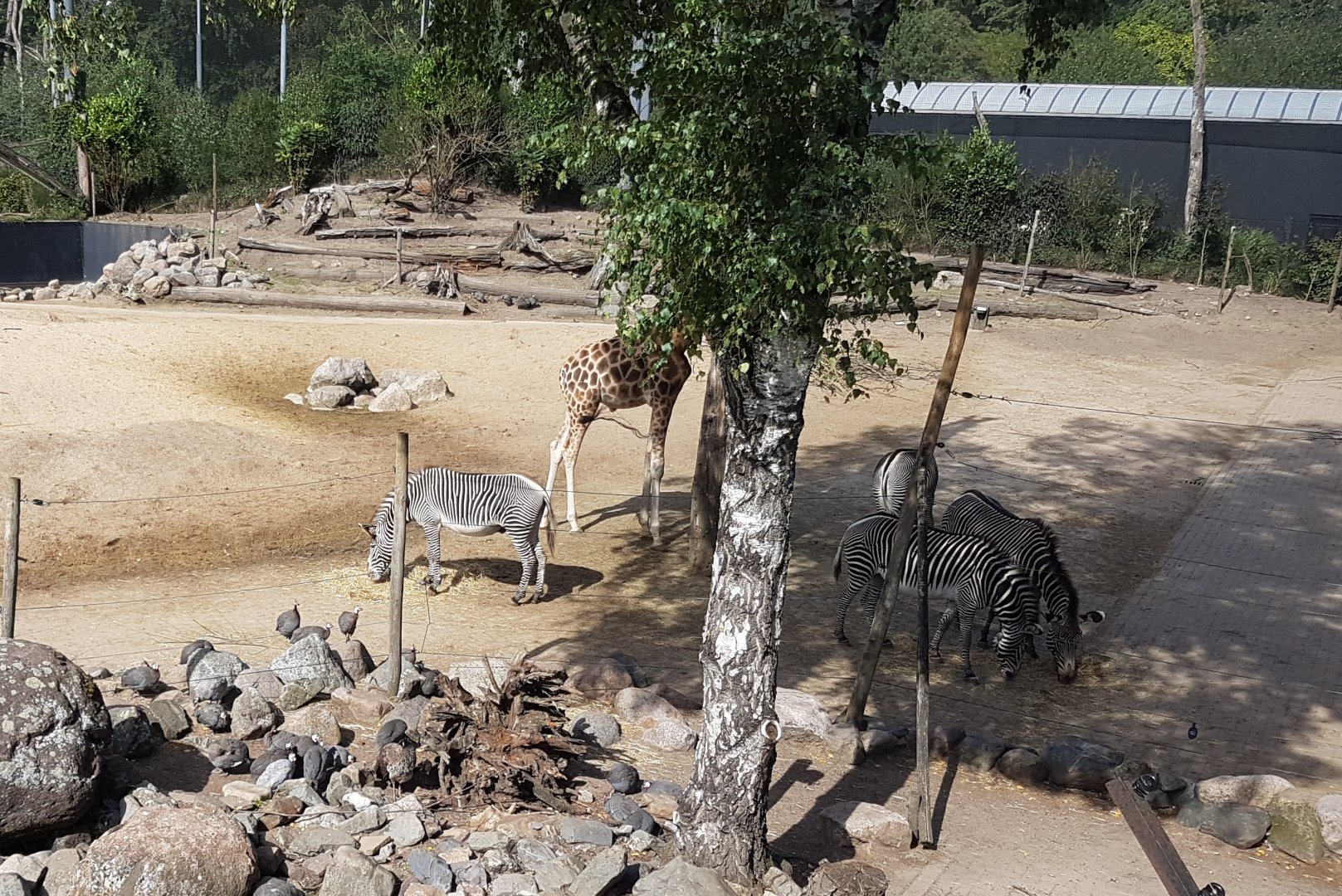 Grevy zebras and Giraffe at the African plain